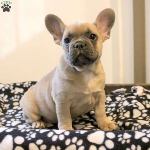 Carl, French Bulldog Puppy