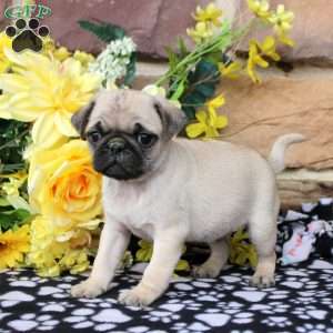 Carl, Pug Puppy