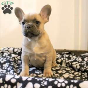 Carl, French Bulldog Puppy