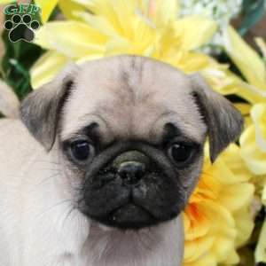 Carl, Pug Puppy