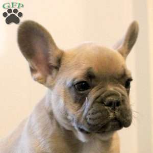 Carl, French Bulldog Puppy