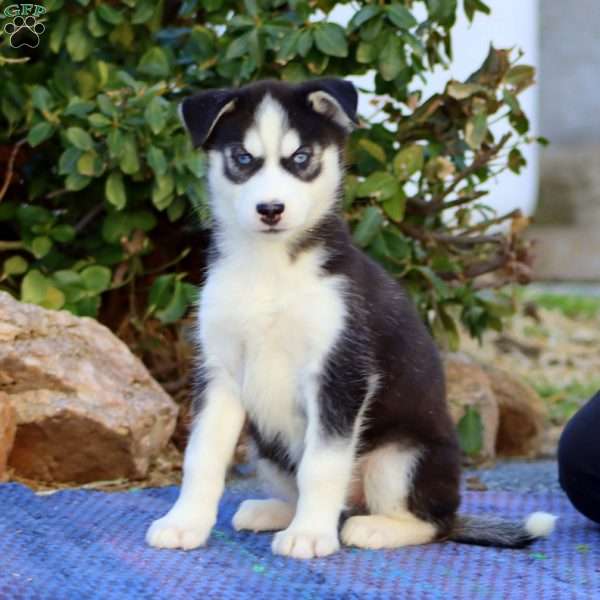 Carla, Siberian Husky Puppy
