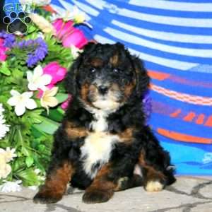 Carla, Mini Bernedoodle Puppy