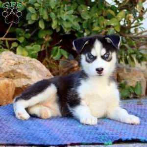 Carla, Siberian Husky Puppy