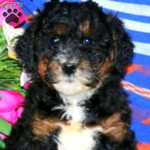 Carla, Mini Bernedoodle Puppy