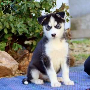 Carla, Siberian Husky Puppy
