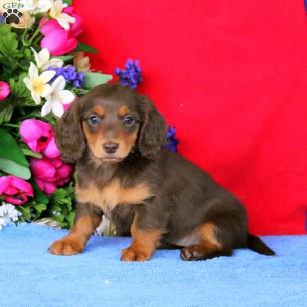 Carle, Dachshund Puppy