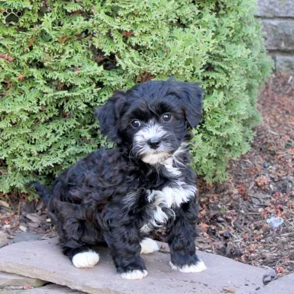 Carlie, Havapoo Puppy