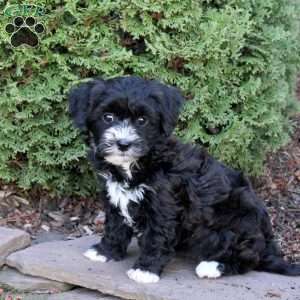 Carlie, Havapoo Puppy