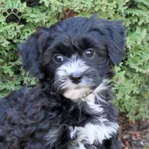 Carlie, Havapoo Puppy