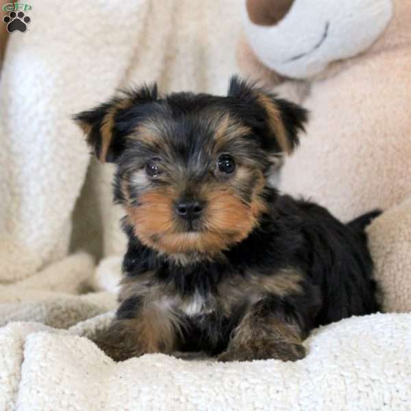 Carlos, Yorkie Puppy