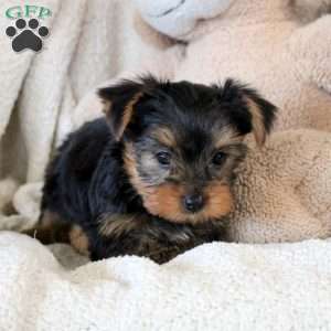 Carlos, Yorkie Puppy