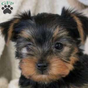 Carlos, Yorkie Puppy