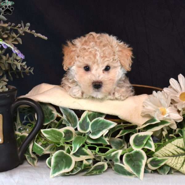 Carly, Maltipoo Puppy