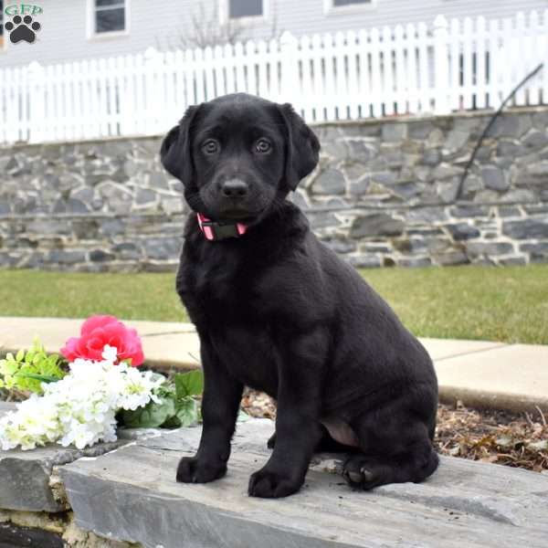 Carolina, Black Labrador Retriever Puppy