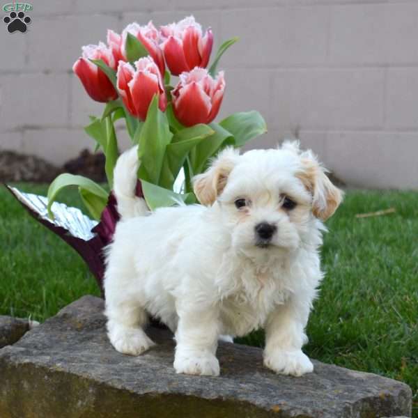 Carrot, Teddy Bear Puppy