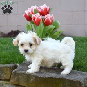 Carrot, Teddy Bear Puppy
