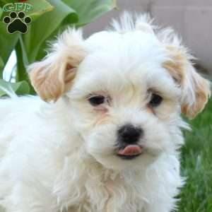 Carrot, Teddy Bear Puppy