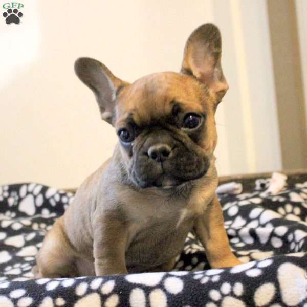Carson, French Bulldog Puppy