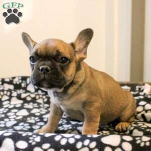 Carson, French Bulldog Puppy
