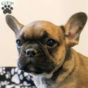 Carson, French Bulldog Puppy