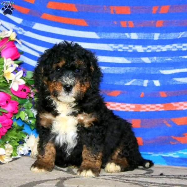 Carson, Mini Bernedoodle Puppy