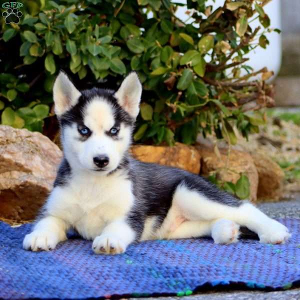 Carson, Siberian Husky Puppy