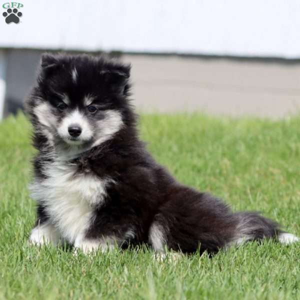 Carson, Pomsky Puppy