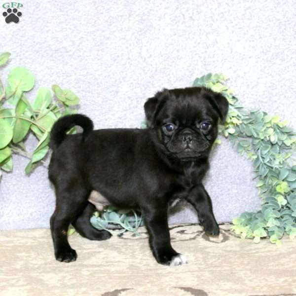 Carson, Pug Puppy