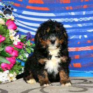 Carson, Mini Bernedoodle Puppy