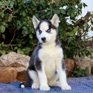 Carson, Siberian Husky Puppy
