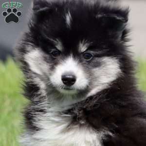 Carson, Pomsky Puppy