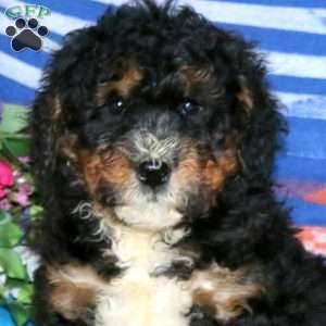 Carson, Mini Bernedoodle Puppy