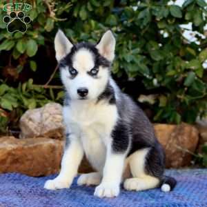 Carson, Siberian Husky Puppy