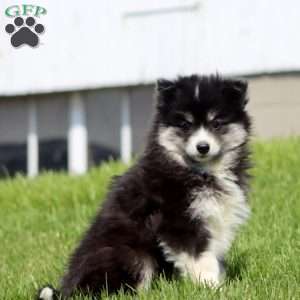 Carson, Pomsky Puppy