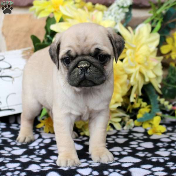 Carter, Pug Puppy