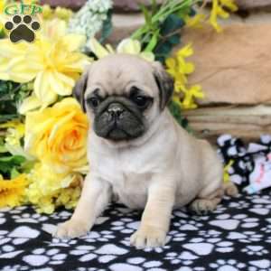 Carter, Pug Puppy