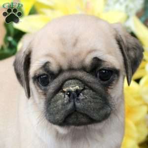 Carter, Pug Puppy