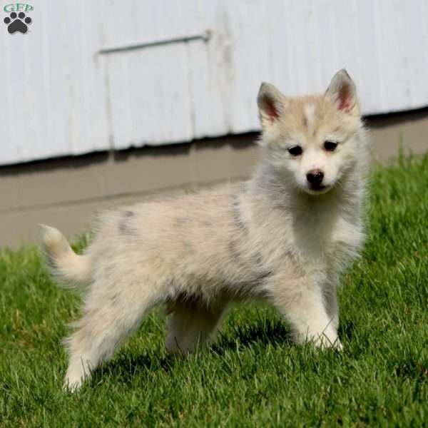 Carter, Pomsky Puppy