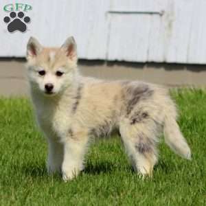 Carter, Pomsky Puppy