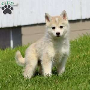 Carter, Pomsky Puppy