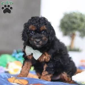 Casey, Miniature Poodle Puppy