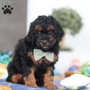 Casey, Miniature Poodle Puppy