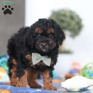 Casey, Miniature Poodle Puppy