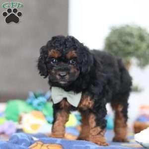 Casey, Miniature Poodle Puppy