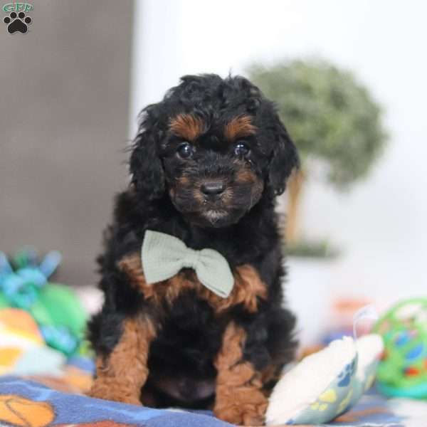 Casey, Miniature Poodle Puppy