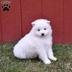 Cash, Samoyed Puppy