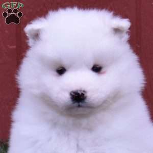 Cash, Samoyed Puppy
