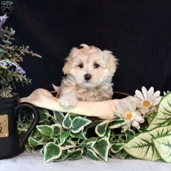 Cashew, Maltipoo Puppy
