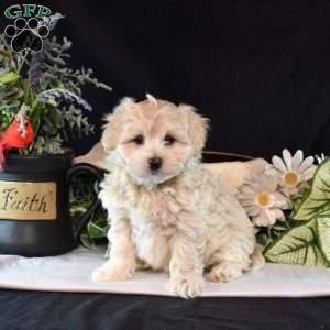Cashew, Maltipoo Puppy